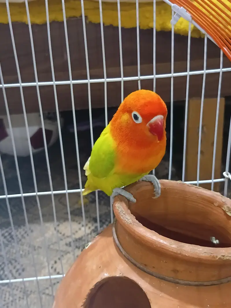 Fischer Lovebird (only 1 female) for sale — photo 2