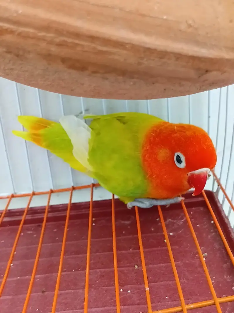 Fischer Lovebird (only 1 female) for sale — photo 3