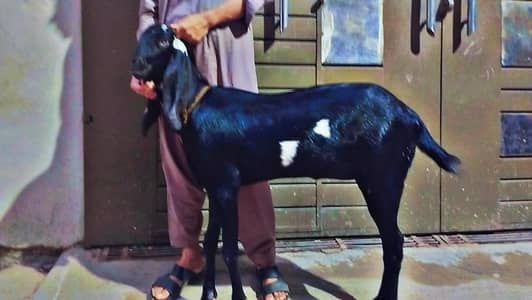 Beetal bakri