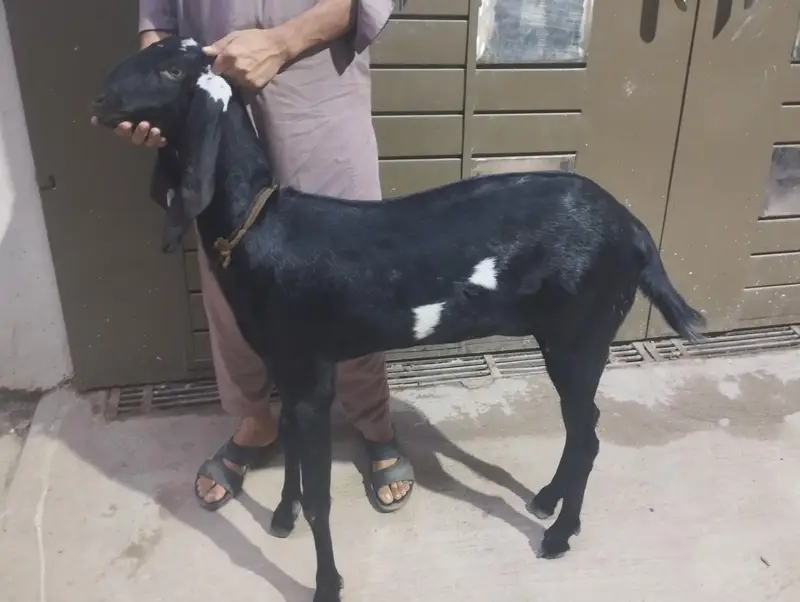 Beetal bakri — photo 2