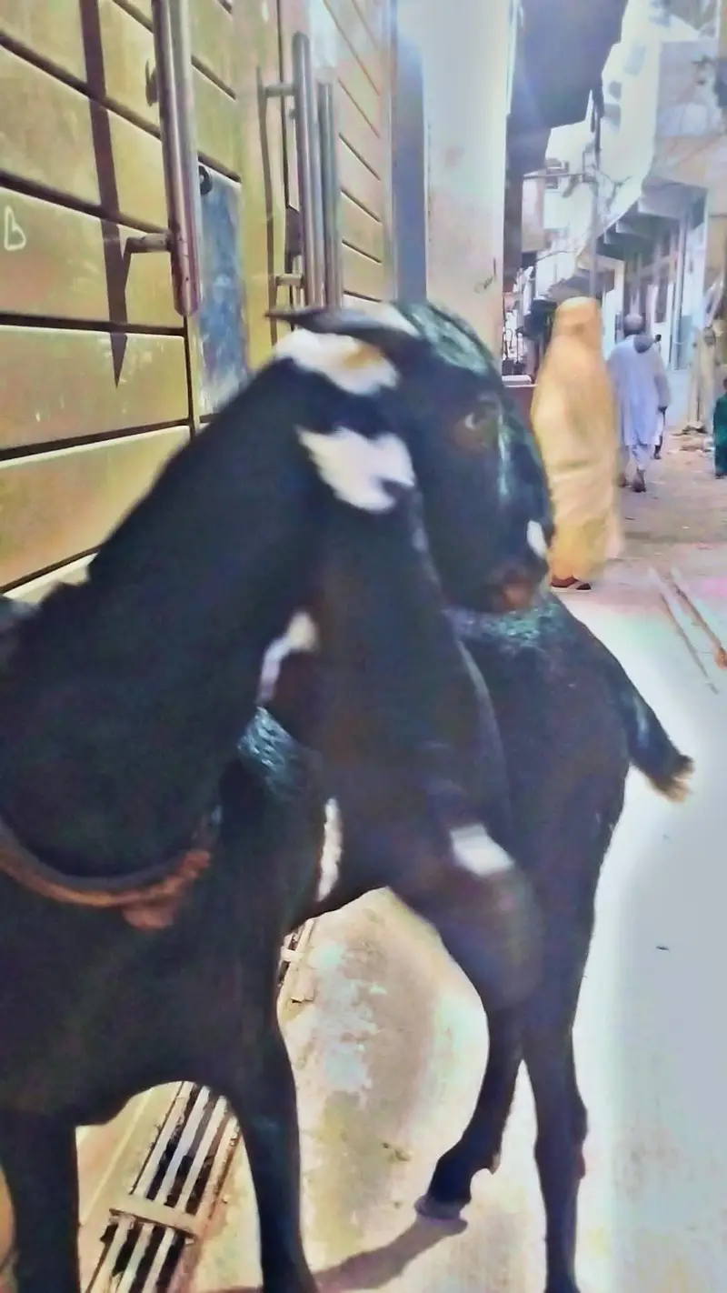Beetal bakri — photo 4