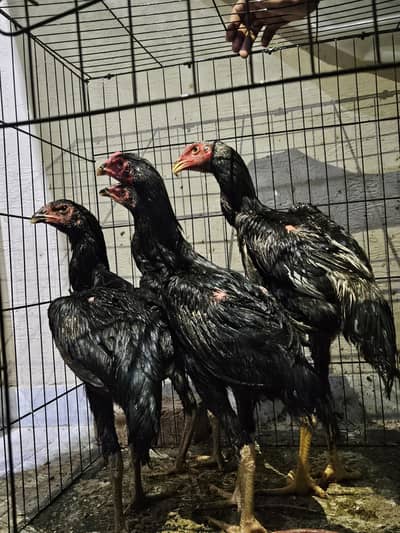 Black Aseel Shamo and White Australorp