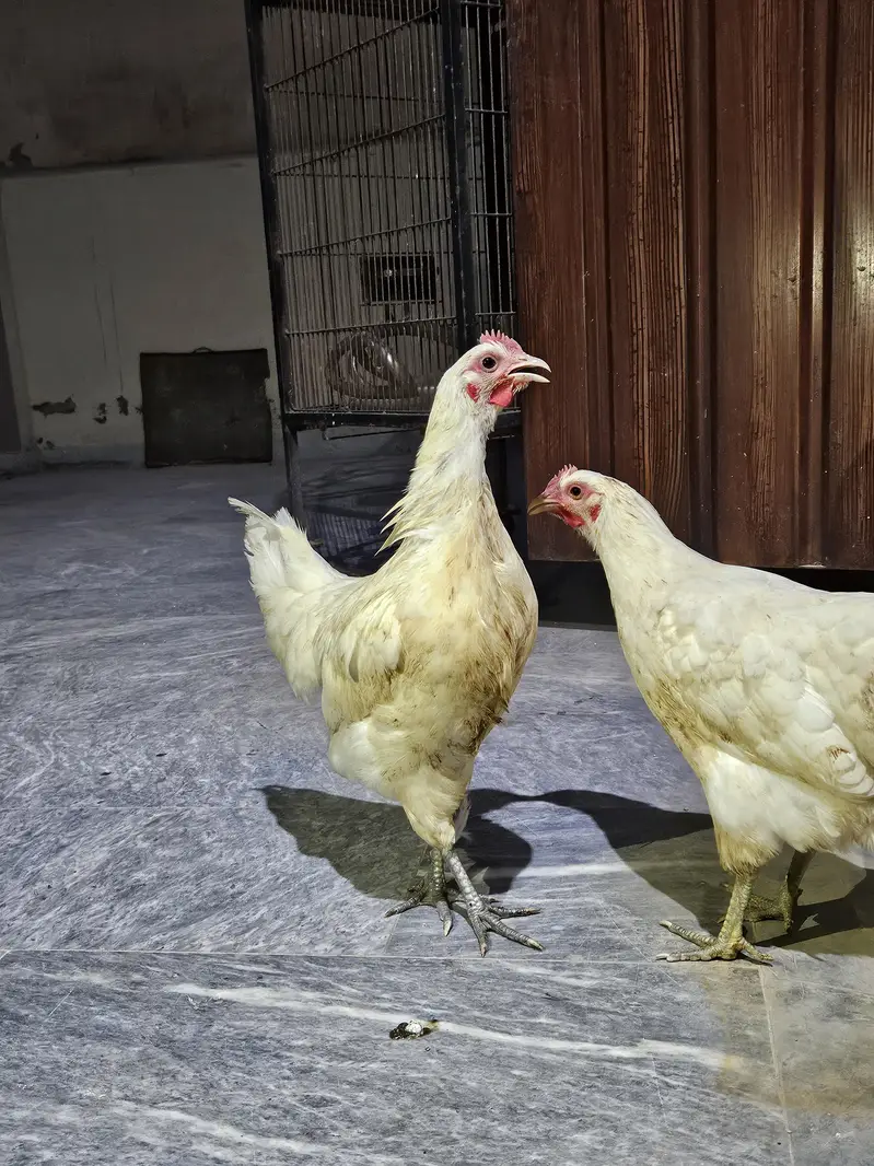 Black Aseel Shamo and White Australorp — photo 2