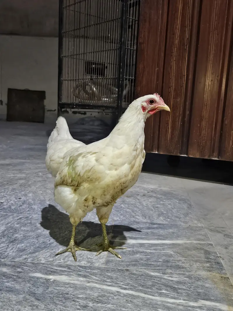 Black Aseel Shamo and White Australorp — photo 3