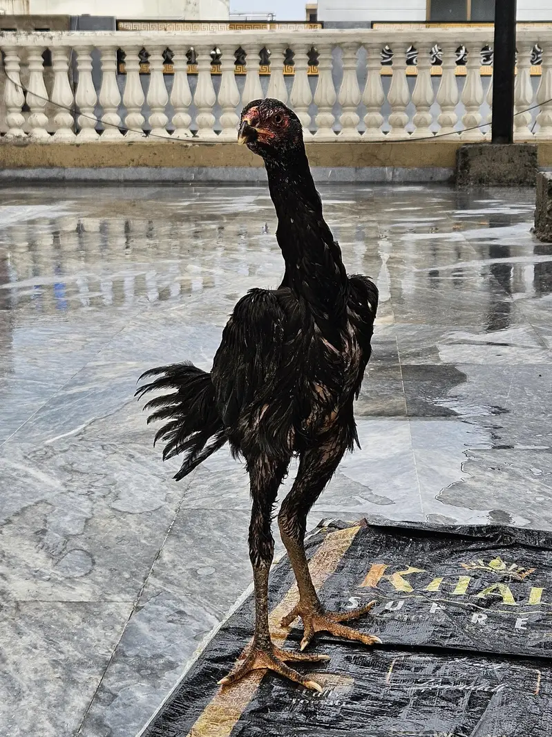 Black Aseel Shamo and White Australorp — photo 4