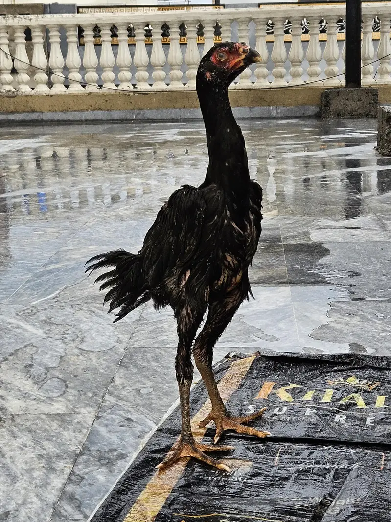 Black Aseel Shamo and White Australorp — photo 5