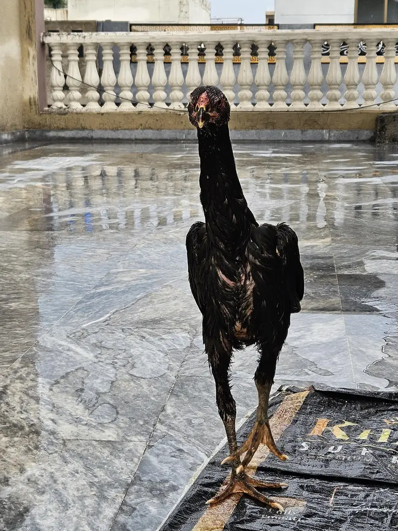 Black Aseel Shamo and White Australorp — photo 6