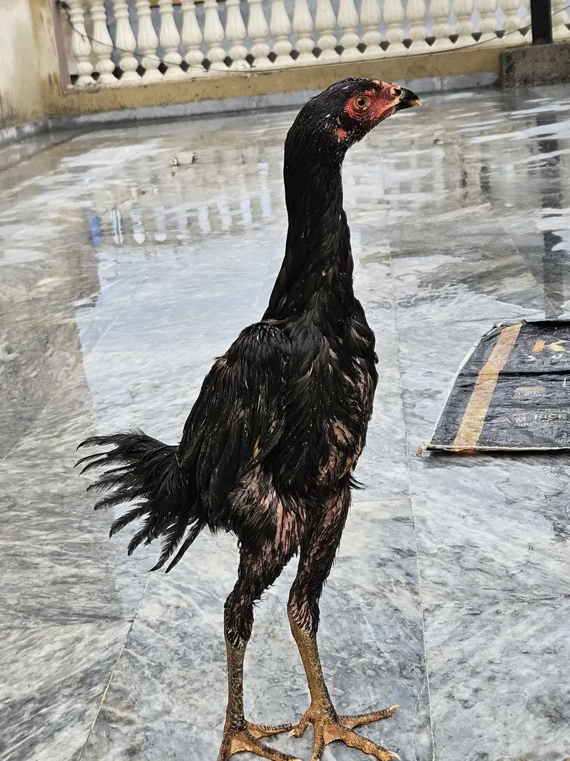 Black Aseel Shamo and White Australorp — photo 7