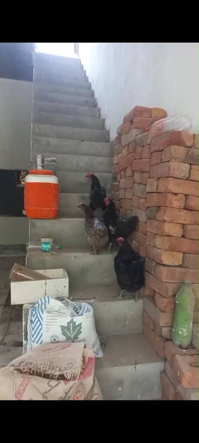4 Hens For Sale