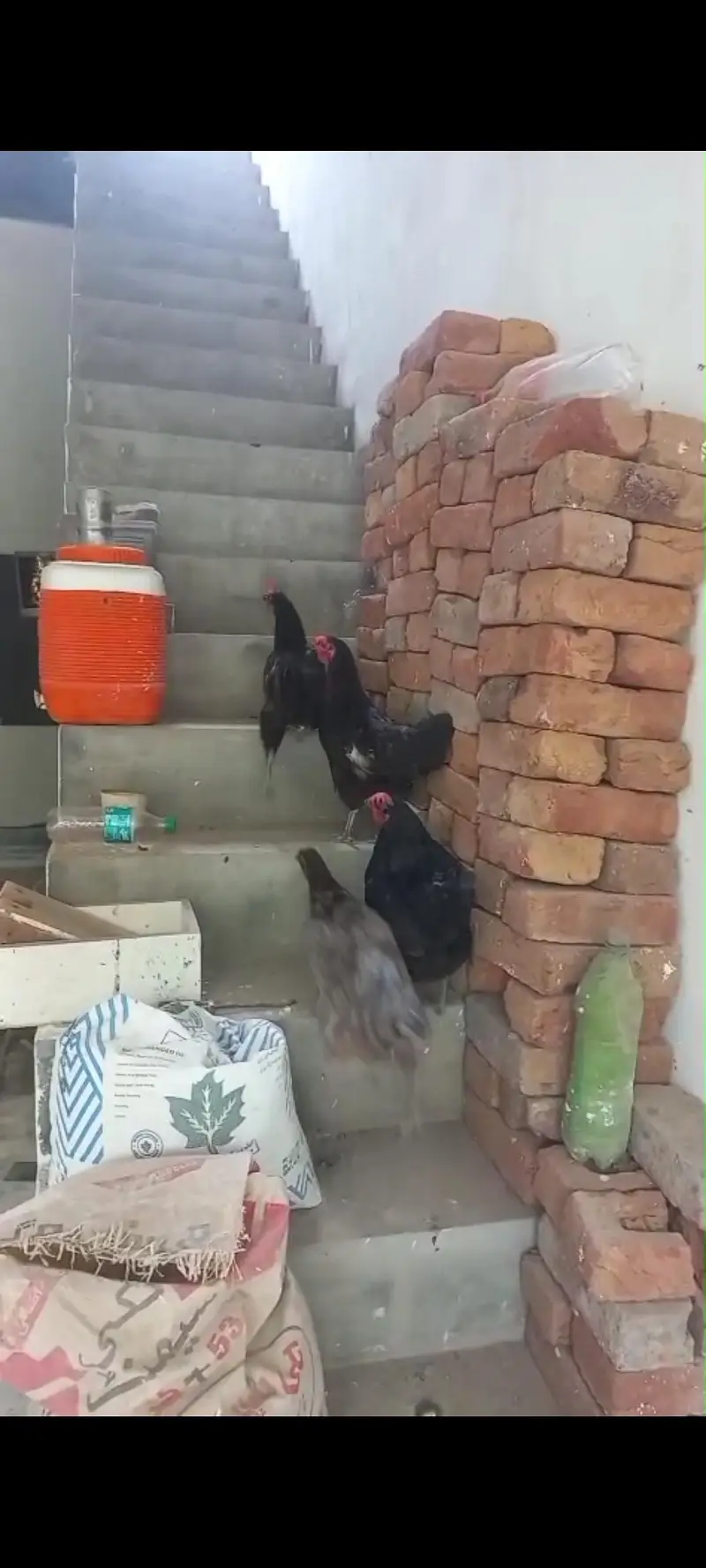 4 Hens For Sale — photo 2