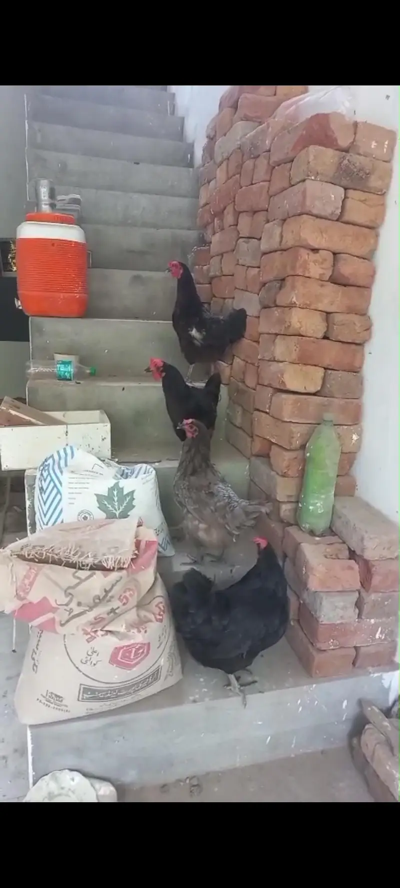 4 Hens For Sale — photo 3