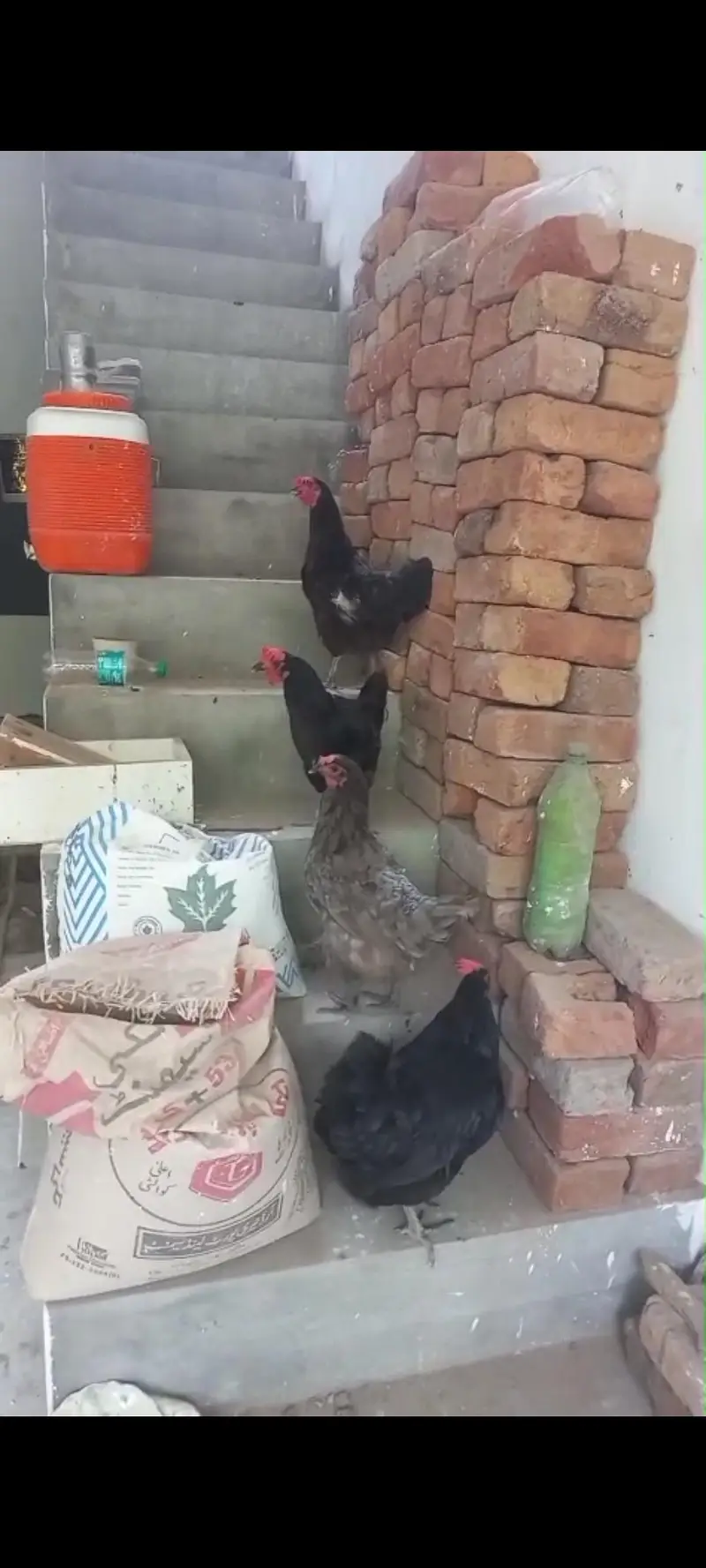 4 Hens For Sale — photo 4