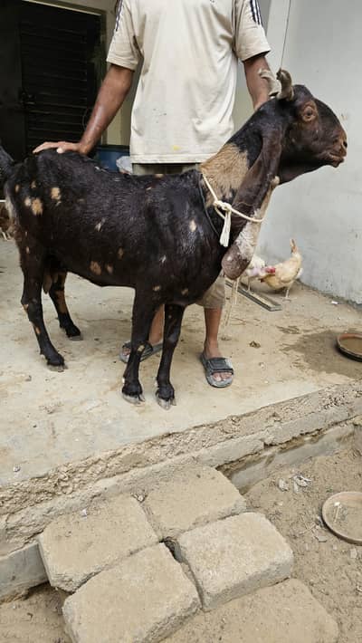 Kamori bakri for sale pregnant