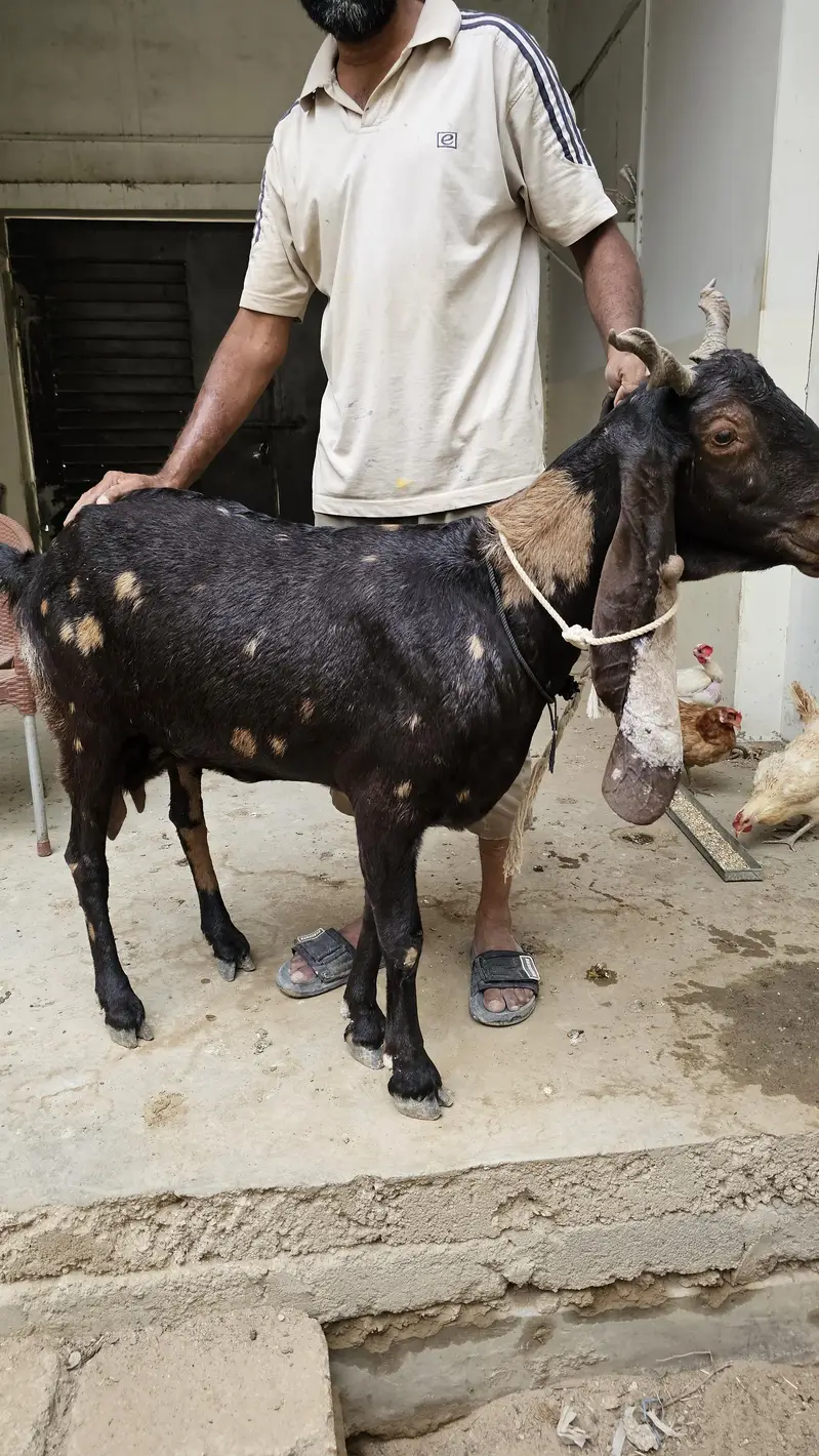 Kamori bakri for sale pregnant — photo 2