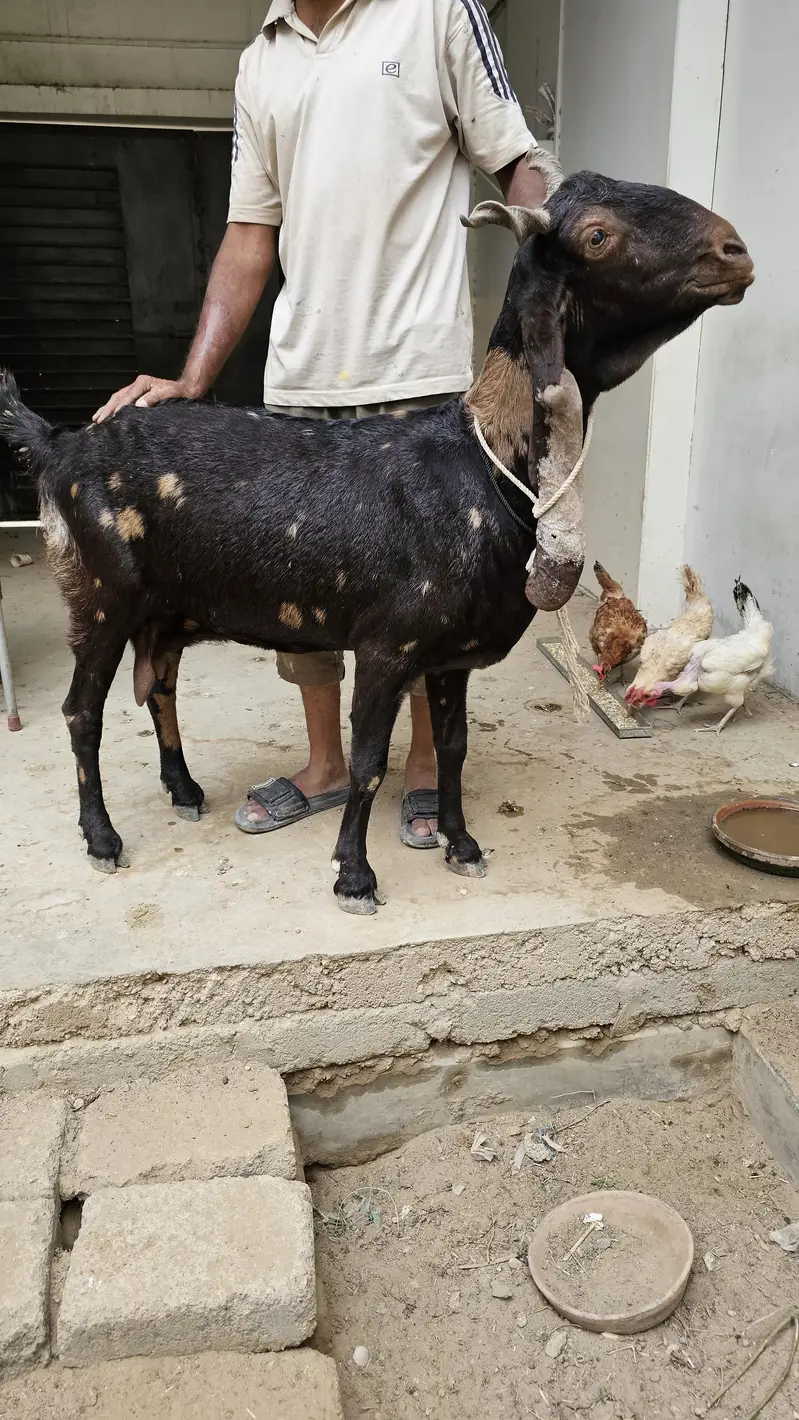 Kamori bakri for sale pregnant — photo 3