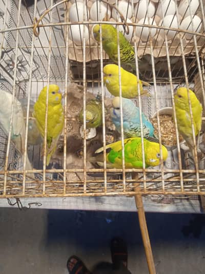 lovely parrots