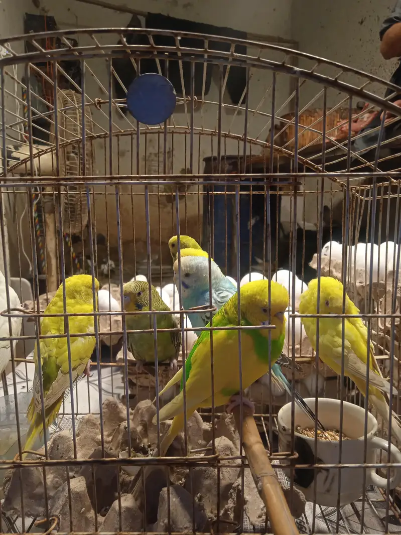 lovely parrots — photo 2
