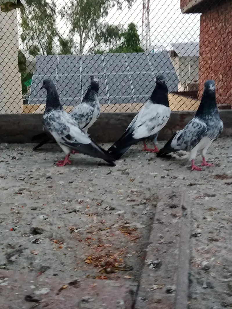 teddy chapray — photo 3