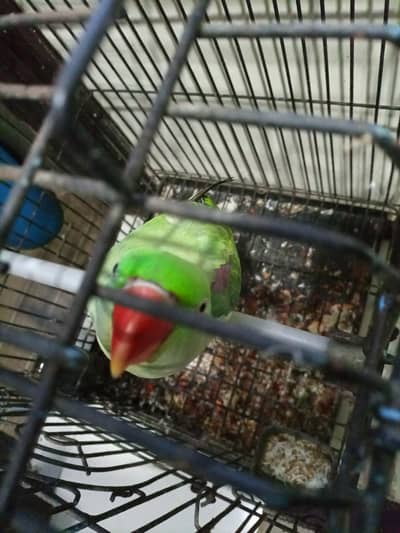 Female Pahari alexandrine parrot