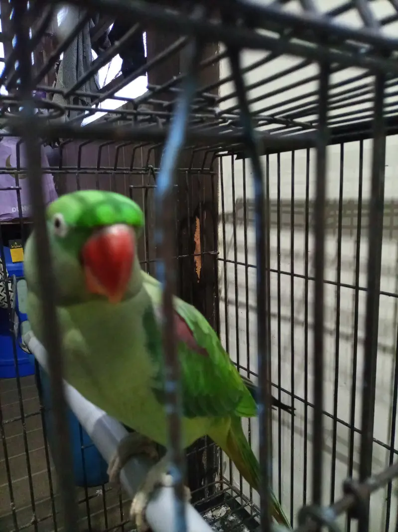 Female Pahari alexandrine parrot — photo 2
