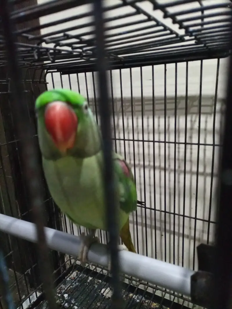 Female Pahari alexandrine parrot — photo 3