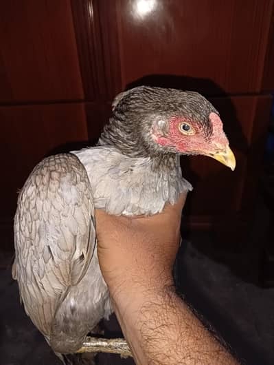 Aseel Murgi For Sale 03056348278