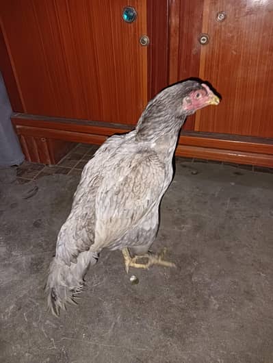 Aseel Murgi For Sale 03056348278