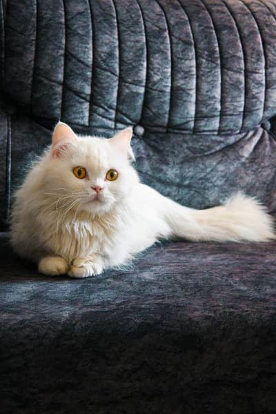 Persian cat