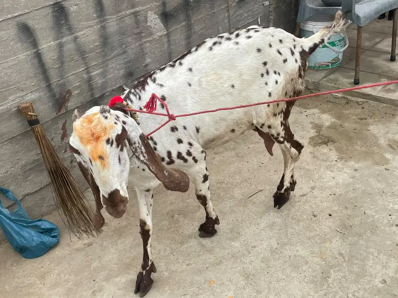 makhi cheena1 male 1 female or aik bachy wali makhi cheena — photo 2