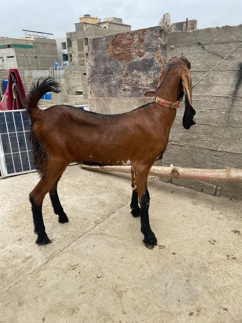 makhi cheena1 male 1 female or aik bachy wali makhi cheena — photo 4