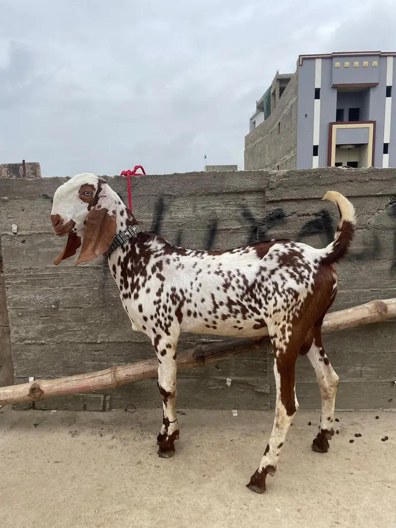 makhi cheena1 male 1 female or aik bachy wali makhi cheena — photo 7