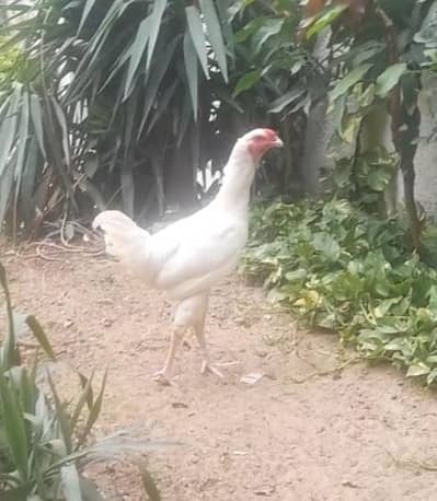 Qandhari paper white trio