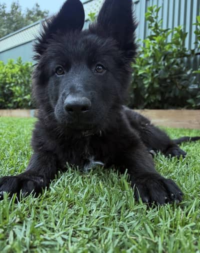 Black German Shepherd Pedigreed Female Puppy