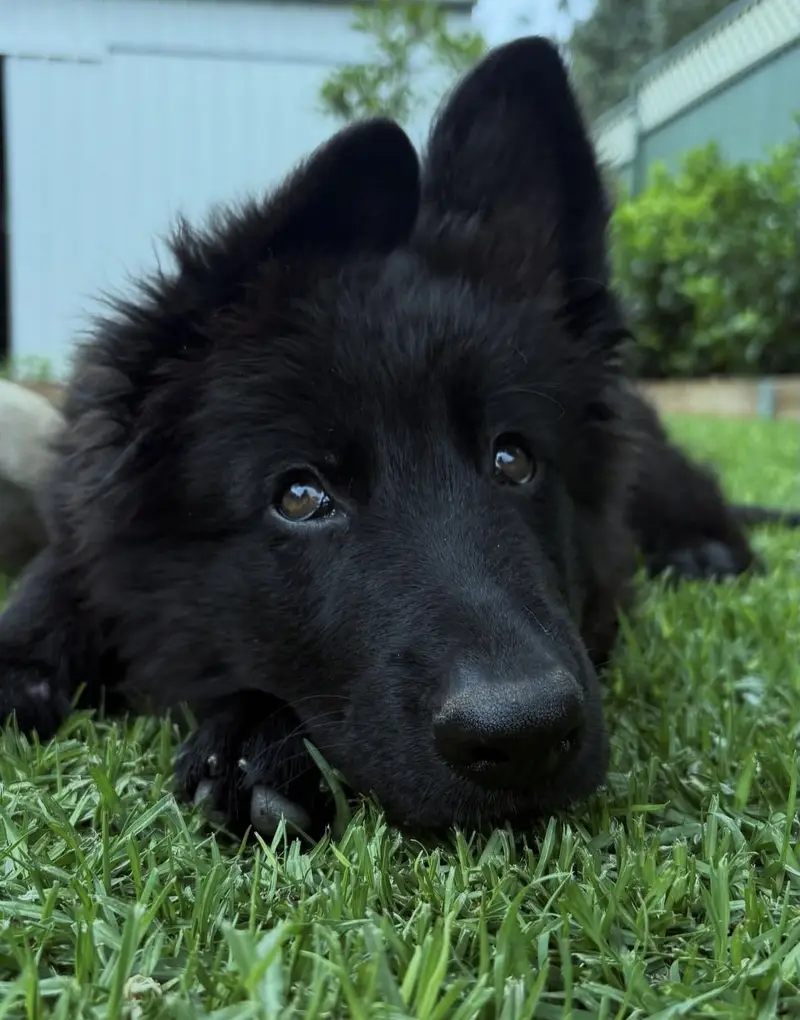 Black German Shepherd Pedigreed Female Puppy — photo 2