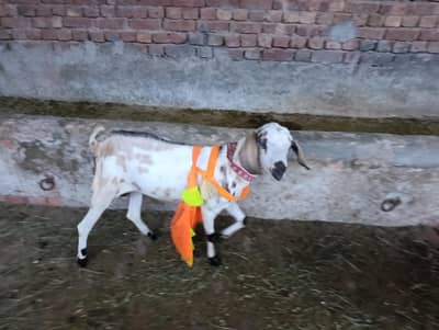 teddy  goat Mel