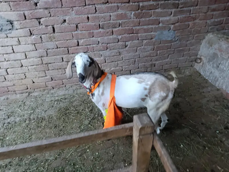 teddy  goat Mel — photo 2