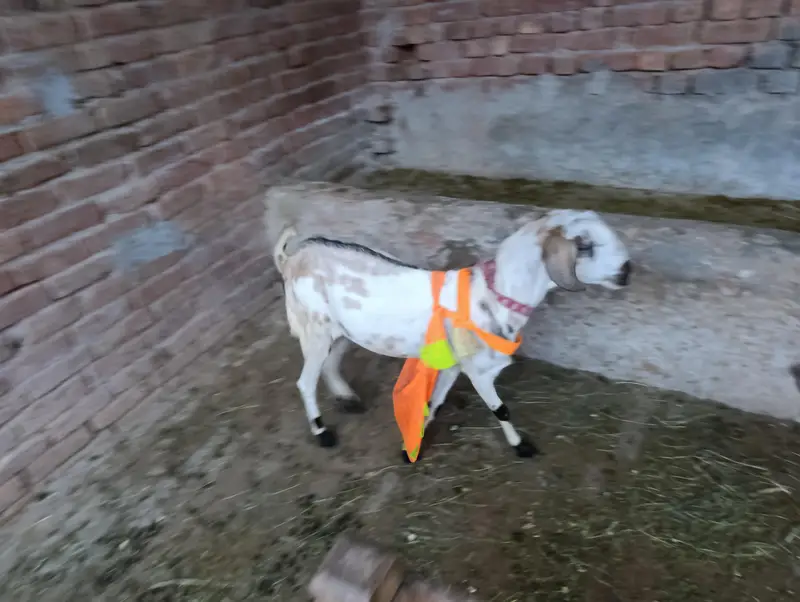 teddy  goat Mel — photo 3