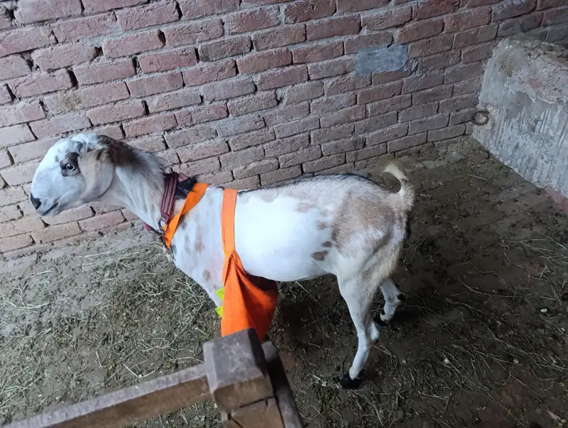 teddy  goat Mel — photo 4
