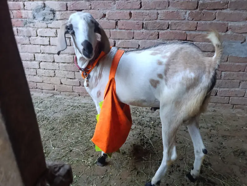 teddy  goat Mel — photo 5