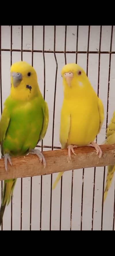 2 pair breeder parrot