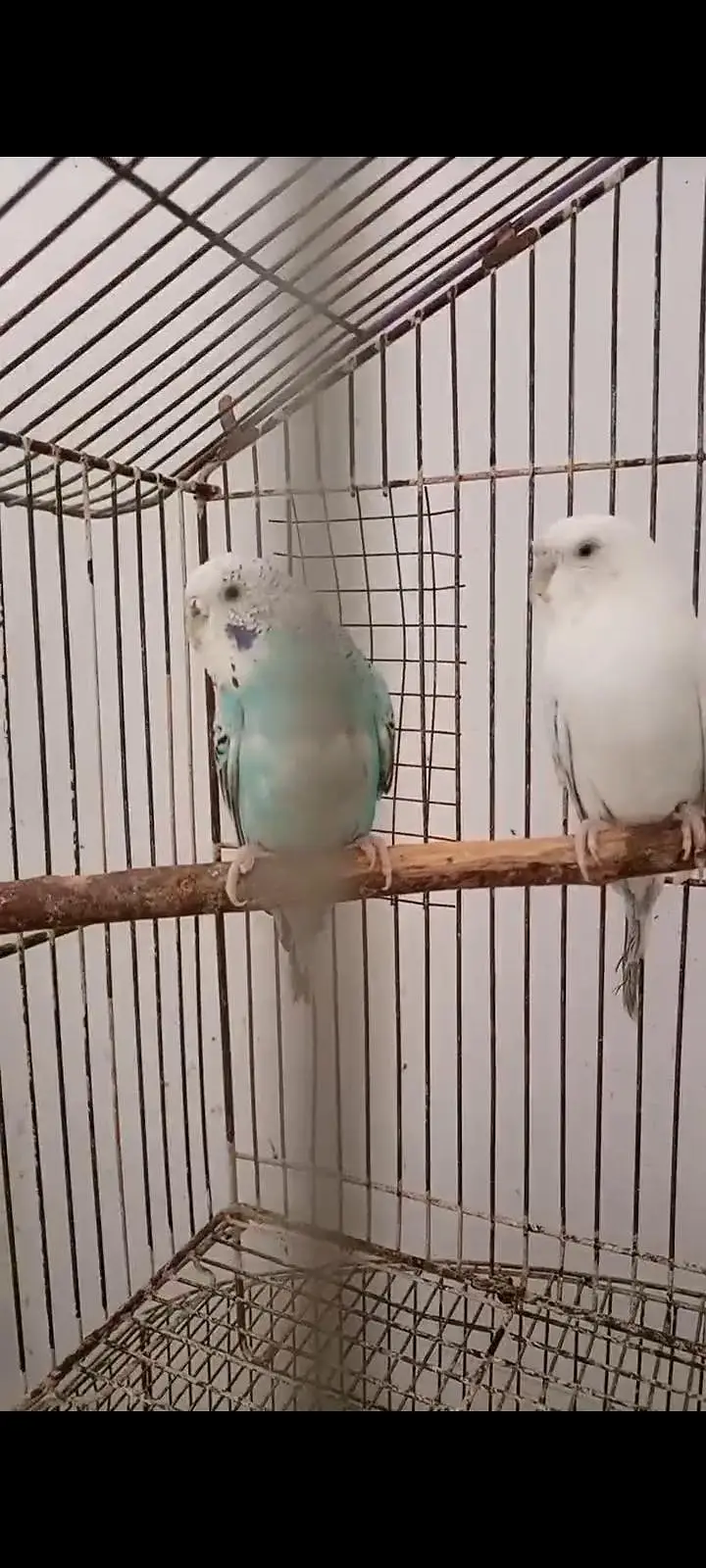 2 pair breeder parrot — photo 2