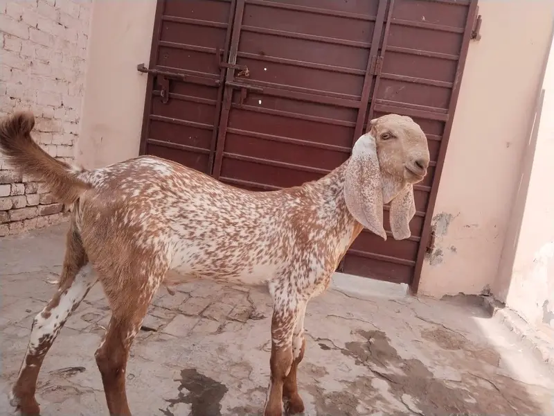 desi Bakra for Sale 03242700765 — photo 2