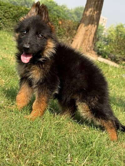 German Shepherd puppy dog urgent for sale