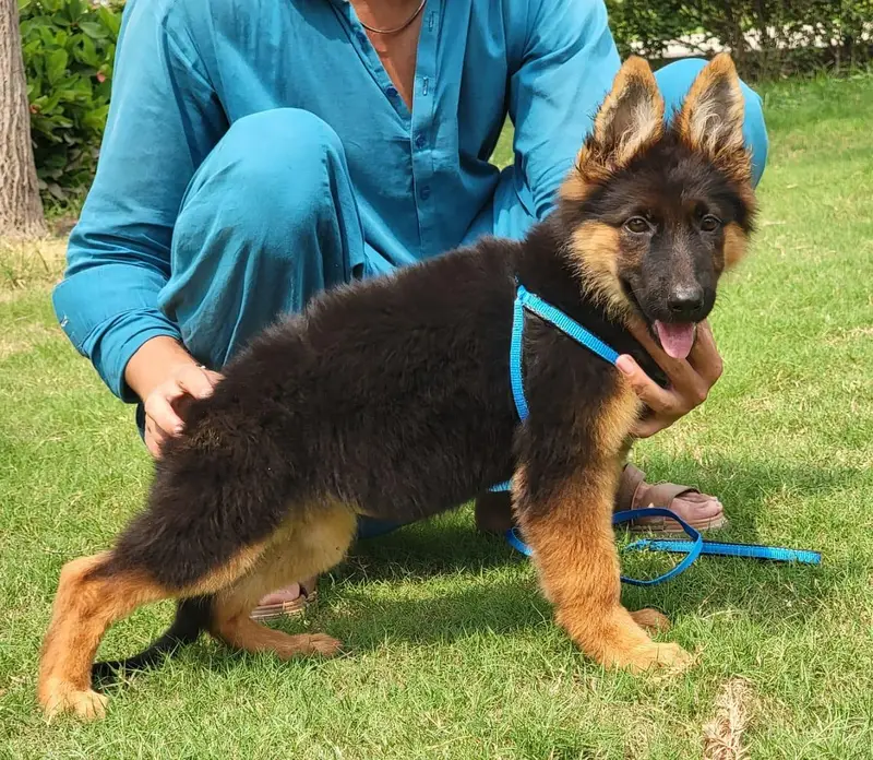 German Shepherd puppy dog urgent for sale — photo 2