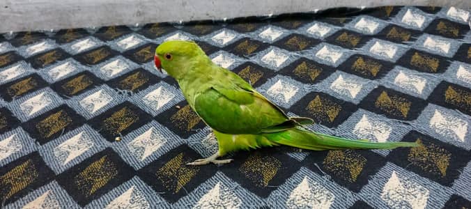 Ringneck Male