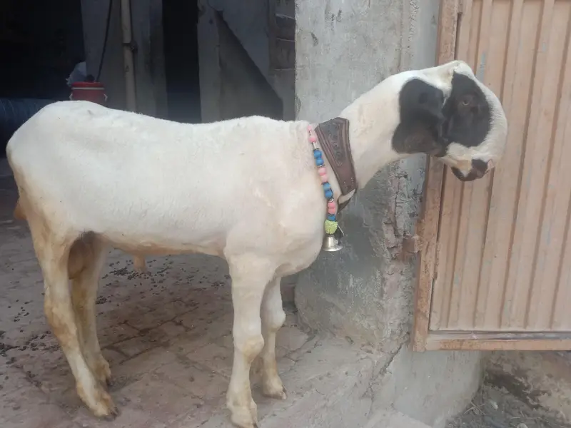 mondra nasil hai