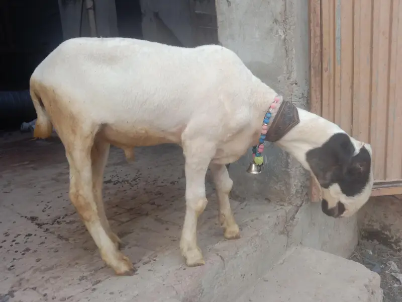 mondra nasil hai — photo 2