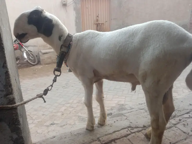 mondra nasil hai — photo 3
