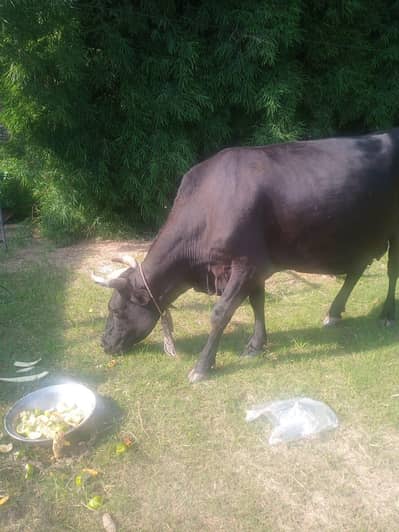03325716889achi nasal ki cow hy. mashallah kabi bimar nai howi