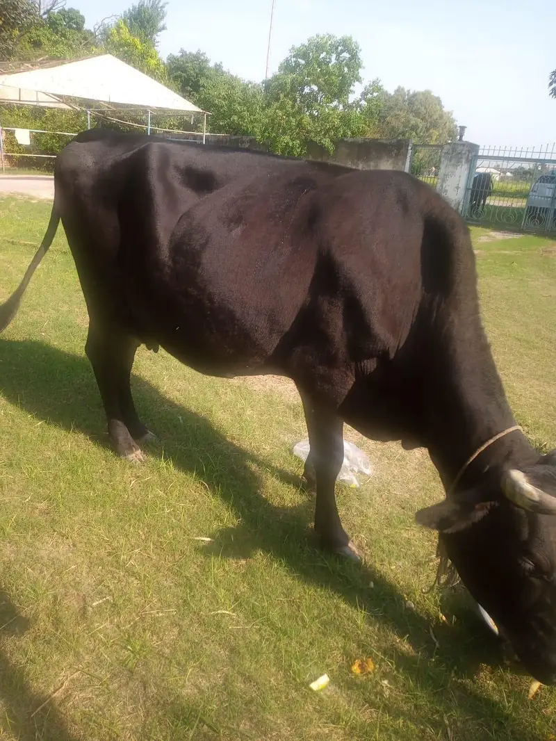 03325716889achi nasal ki cow hy. mashallah kabi bimar nai howi — photo 2